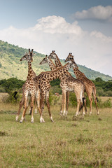 Giraffe Masai Mara Kenya Africa
