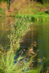 The coastal Bush of tall grass with purple flowers near the rive