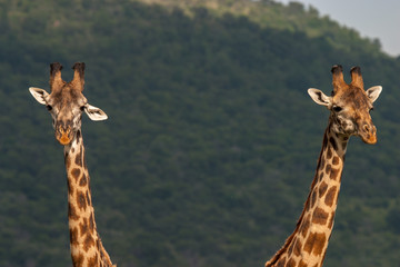 Giraffe Masai Mara Kenya Africa