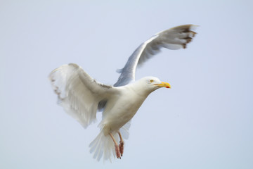 Landing Gull