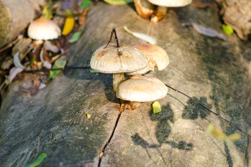 mushrooms on a tree close up
