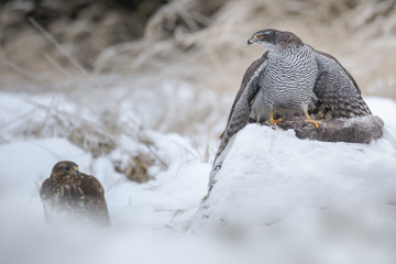 Northern goshawk protects his prey