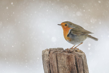 Winter robin in falling snow
