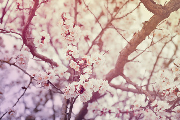beautiful flowering apple trees. background with blooming flowers in spring day. selective focus and bokeh. toning vintage style