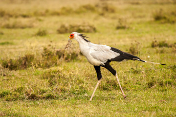 Secretarybird