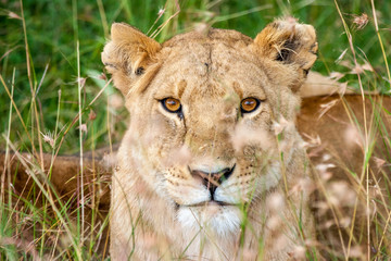Male lion in Masai Mara Kenya Africa