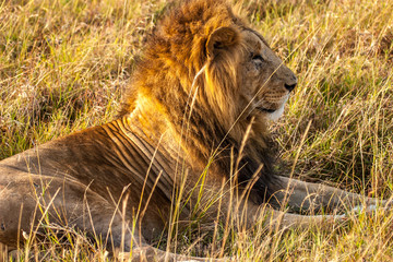 Male lion in Masai Mara Kenya Africa