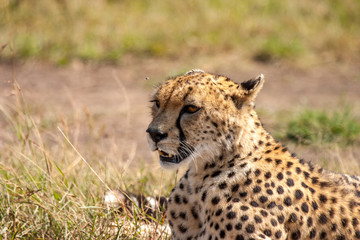 Cheetah Masai Mara Kenya Africa