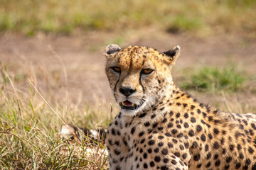 Naklejka na ściany i meble Cheetah Masai Mara Kenya Africa
