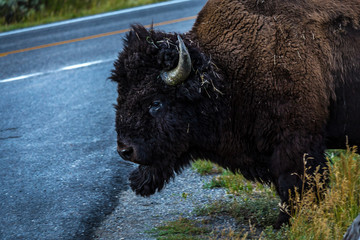 yellowstone; US; Untied States; National Park, centennial; landscape; nature