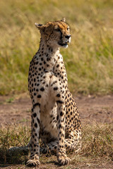Fototapeta na wymiar Cheetah Masai Mara Kenya Africa
