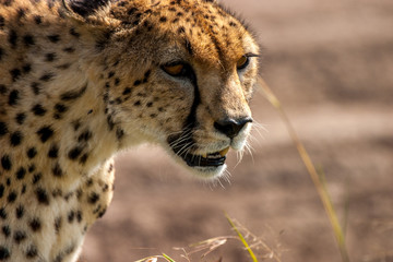 Cheetah Masai Mara Kenya Africa