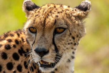 Cheetah Masai Mara Kenya Africa