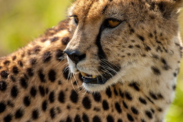 Cheetah Masai Mara Kenya Africa
