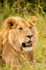 Male lion in Masai Mara Kenya Africa