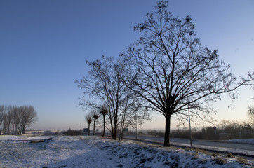 Drzewa zimą 