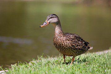 Beautiful Wild duck walking on the mowed lawn.