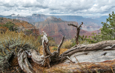 Fototapeta premium Grand Canyon Vista