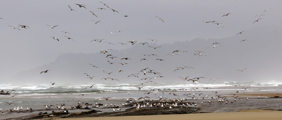 Flocks of seagulls flying along the coastal sand beach