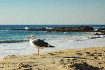 Seagull, Pacific Ocean, California, Beach
