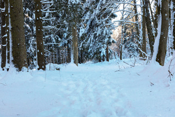 Winter Impressions in Winterwonderland (Nationalpark Eifel / Germany)