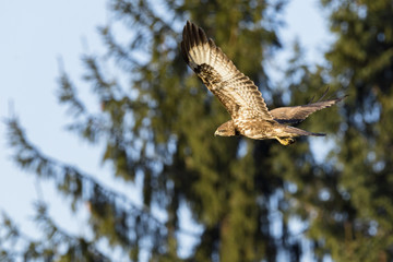 Mäusebussard 2 / Mäusebussard in Dannenberg (Lüchow-Dannenberg, Wendland, Niedersachsen). Aufgenommen am 29. Dezember 2016.