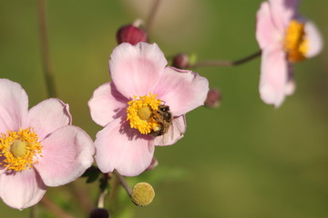 Blume, blühen, Pflanze, Biene, Insekten, Makro