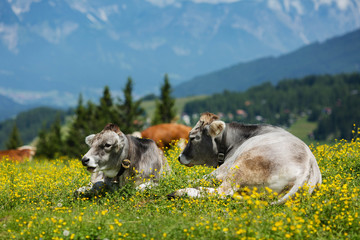 Obraz premium Alpine meadow