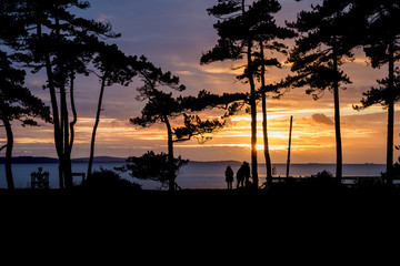 Beautiful sunset silhouette of trees and sea in background and p