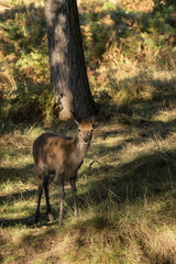 Young hind doe red deer in Autumn Fall forest landscape image