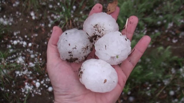 Handful of Hailstones Held by Storm Chaser