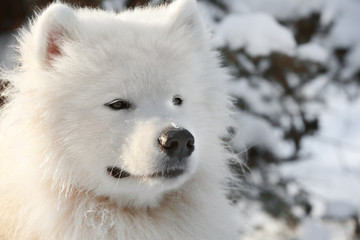 Cute samoyed dog in park on winter day, closeup