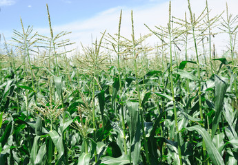 close up on corn field in the farm