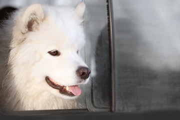 Fototapeta premium Cute samoyed dog looking out of car window