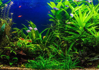 fish in freshwater aquarium with green beautiful planted tropica