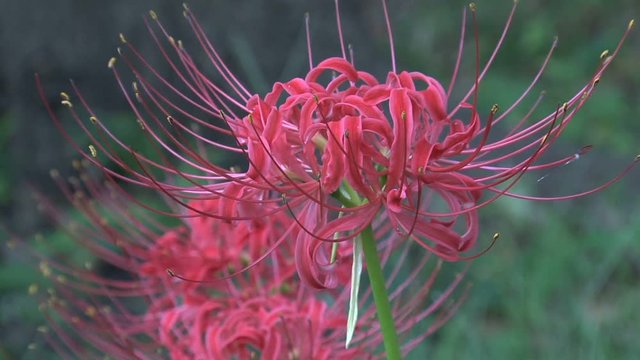 Red Spider Lily, Higanbana /Manjushage - ever to meet again/Lost memory/Abandonment