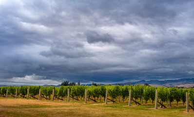 Scenic view of vineyards with dramatic sky, Marlborough, NZ