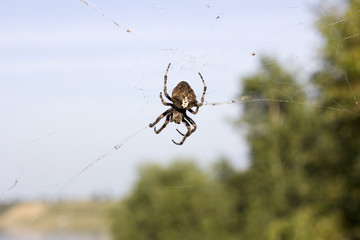 Huge spider on net in air. Dangerous insect waiting for victim.