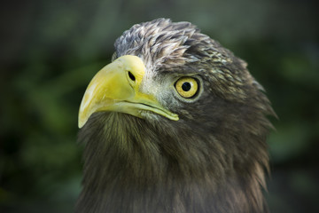 American brown eagle face. Eagle staring on victim. Symbol of Am