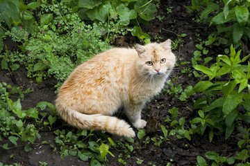 Naklejka na ściany i meble Shy cat in grass. Red cat on the ground.