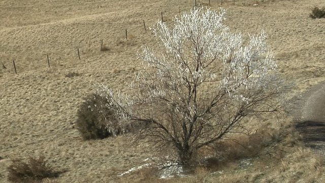 Ice Fog Frosted Tree Branches Melt in Sun