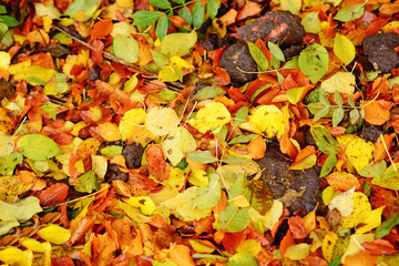 Colorful and bright background made of fallen autumn leaves