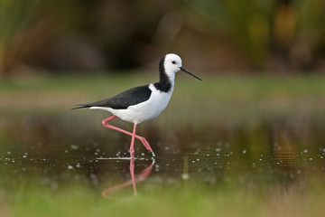 black-winged stilt, common stilt,  pied stilt, himantopus himantopus, New Zealand