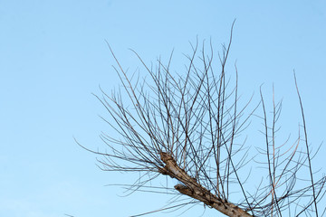 Fototapeta na wymiar branch of tree and blue sky