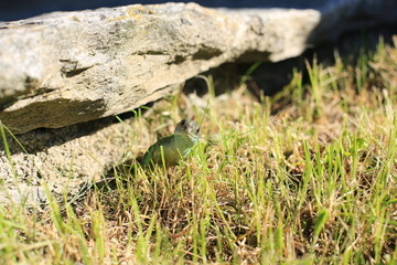 Green lizard 