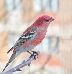 Bird Schoor red sitting on a branch.