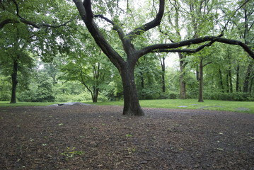 Central park tree