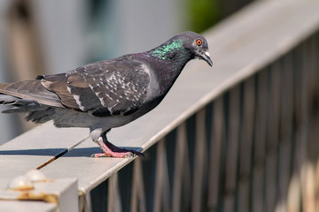 Pigeon