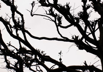 Контуры веток дерева на фоне неба © masterskuz55