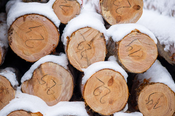 drewno w lesie pokryte śniegiem - obrazy, fototapety, plakaty